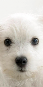 Witte hond