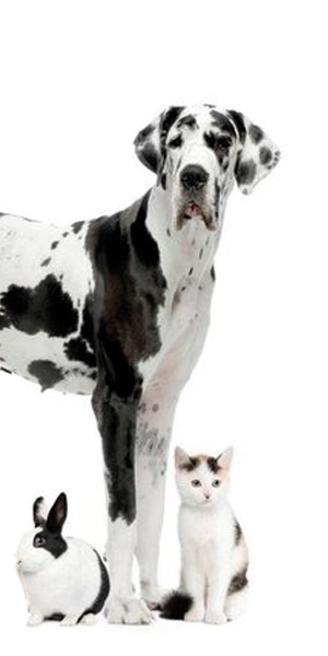 animals
