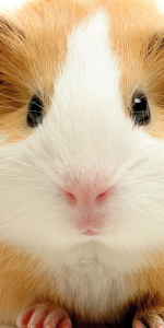 Cavia