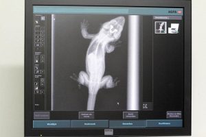 dierenkliniek-lunetten-utrecht-rontgen-foto-gekko