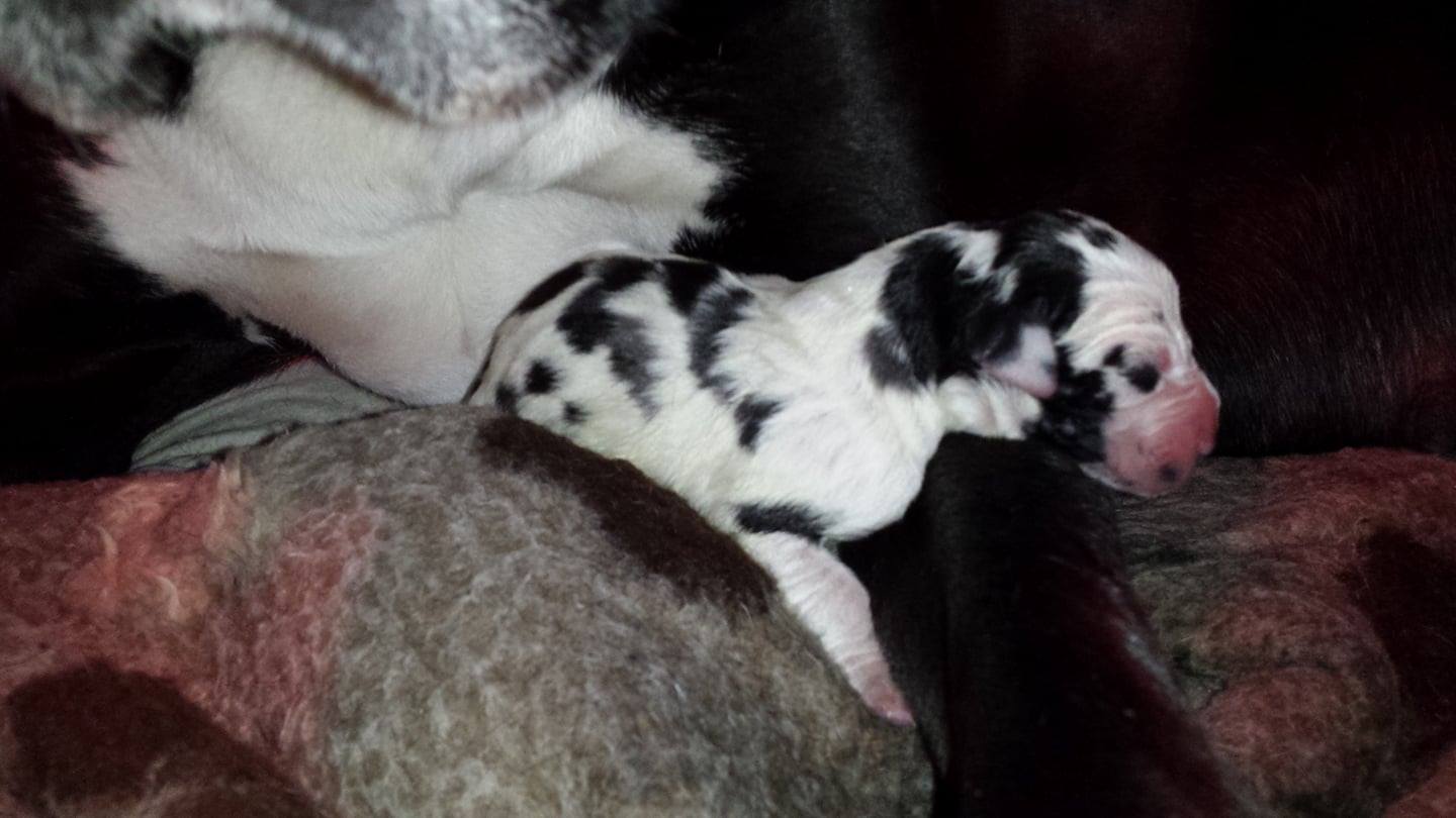 Tundra-Pups3