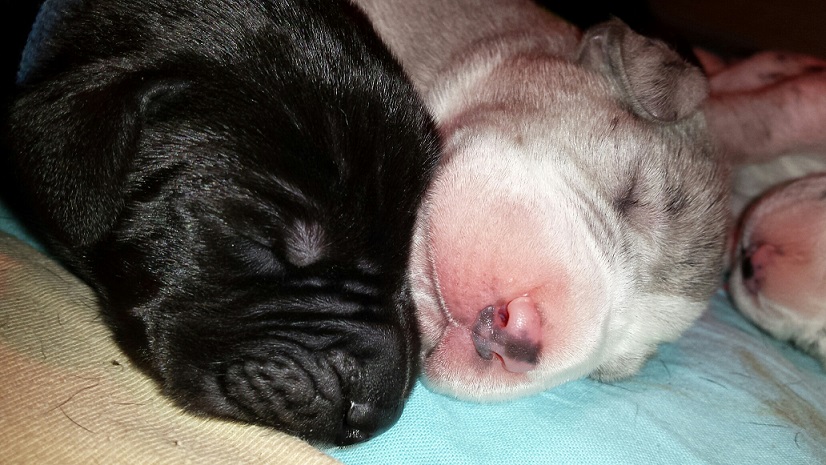 tundra-pups1