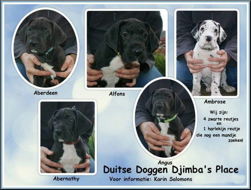 pups-tundra