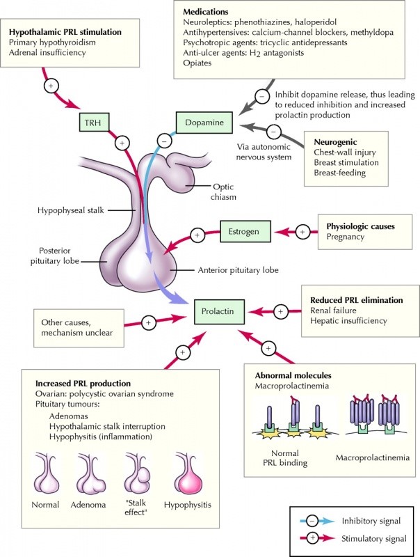 Afbeelding hypofyse tumor ratten