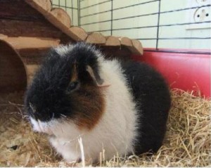 loekie cavia